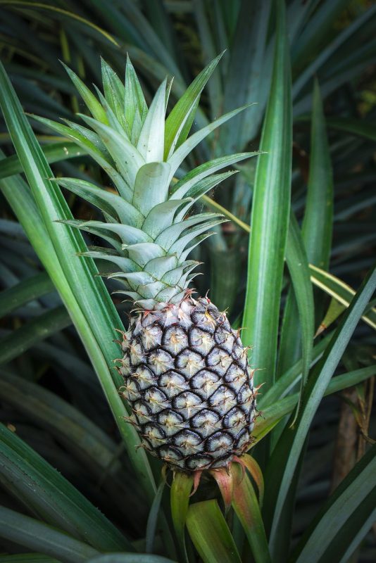 pineapple-1441384_1280